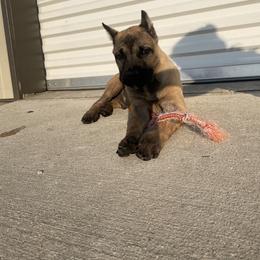 Cane Corso Puppies from Bayou Cane Corso