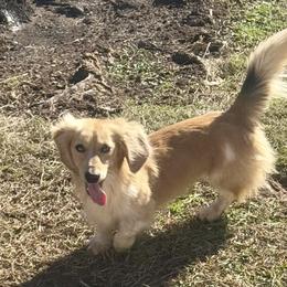 Hugo - Dachshund