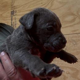 Girl 4 - Gray female Cane Corso puppy in Granbury, Texas from Revolutions Kennel