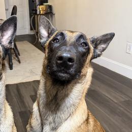 Belgian Malinois from Morning Star Malinois