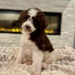 Cowgirl - Brown and white female Bernedoodle puppy in Spring, Texas from Sterling Star Doodles