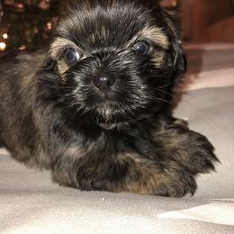Shih Tzu Puppies from Moore Shih Tzus