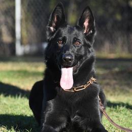 German Shepherds from Haus des Schutzes