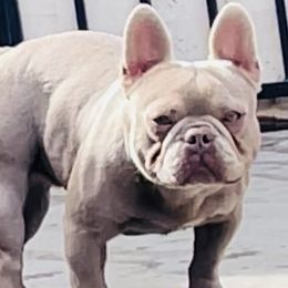 French Bulldog Puppies from French OG Los Ángeles