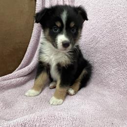 Severus - Black tri male Miniature Australian Shepherd puppy in Lubbock, Texas from Reveille awesome aussies