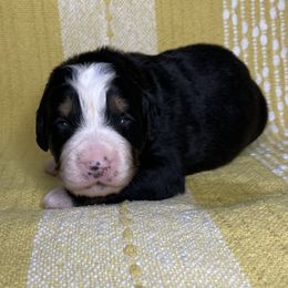Bernese Mountain Dog Puppies from Hilltop K9