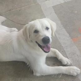 Pip - Golden Retriever