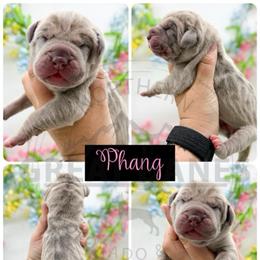 Phang - Merle female Great Dane puppy in Sac City, Iowa from Northern Great Danes of Colorado & Iowa