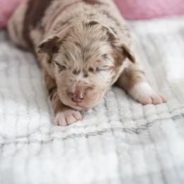 Artic - Red merle female Australian Shepherd puppy in Kokomo, Indiana from North Central Aussies