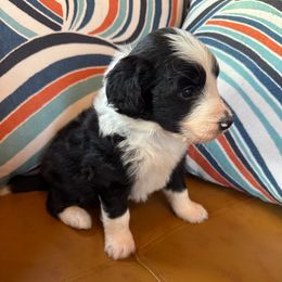 Raven - White and black female Bordoodle puppy in Winnsboro, Texas from Pecan Grove Pups