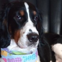 Breeze - English Springer Spaniel