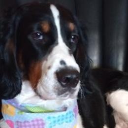 Breeze - English Springer Spaniel