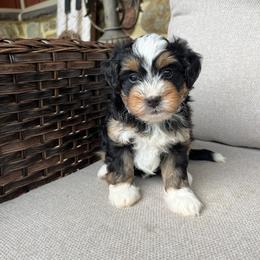 Vicki - Tri-color female Bernedoodle puppy in Holtwood, Pennsylvania from Country Ridge Puppies