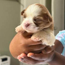 Girl - Liver and white female Shih Tzu puppy in Union City, Georgia from Chinx Puppy Songs