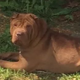 Chinese Shar-Pei from Jones Dogs