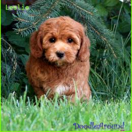Leslie - Red female Australian Labradoodle puppy in Billings, Montana from Doodle Around