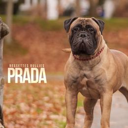 Prada - Bullmastiff