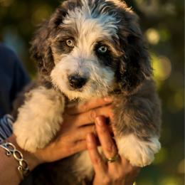 Everest - female Australian Mountain Doodle puppy in Cortez, Colorado from Sassy Pants Pups