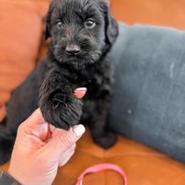 Abbey (Hot Pink) - Black Giant Schnauzer puppy in Harrisville, Utah from Diamond in the Ruff