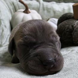 Kit - Fawn female Great Dane puppy in Albany, Oregon from Red Cloud Australian Shepherds and DeGray Great Danes & Bulldogs