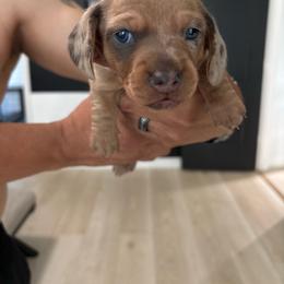 Charlie - Dapple male Dachshund puppy in Tomball, Texas from Gutierrez House of Doxies