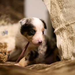 Hibiscus - Blue merle female Border Collie puppy in Lodi, California from R3 Sport Dogs (Rafter 3 Ranch)