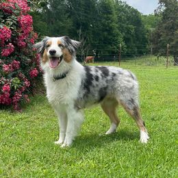 Sutton - Australian Shepherd