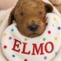 ELMO - Apricot male Poodle puppy in Thornton, Colorado from Shandy Poodle