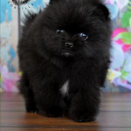 Raven - Black female Pomeranian puppy in Fultonville, New York from Sandy Aussies & Pomeranians