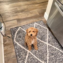 Poodle Puppies from Savana williams