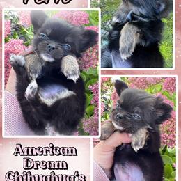 Fern - Black and white female Chihuahua puppy in North Dakota from American Dream Chihuahua’s