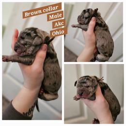 Brown collar - Merle male Great Dane puppy in Doylestown, Ohio from Dana's Danes