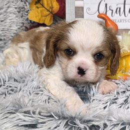 Cardamom - Blenheim male Cavalier King Charles Spaniel puppy in Stilwell, Oklahoma from Love Bug Cavaliers