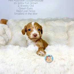 Jetty - Parti male Double Doodle puppy in Southwest Ranches, Florida from Dandy Doodle Ranch