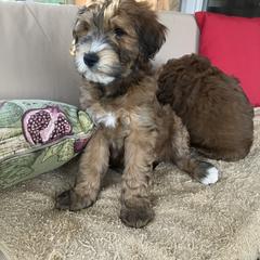 Whoodle Puppies from RockyRiverDoodles