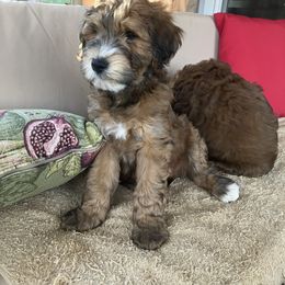 Whoodle Puppies from RockyRiverDoodles