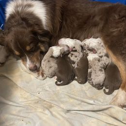 Tara - Australian Shepherd