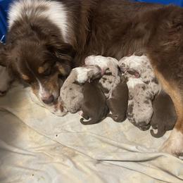 Tara - Australian Shepherd