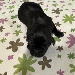 Girl 1 - Black female Labrador Retriever puppy in Conroe, Texas from XOM Retrievers