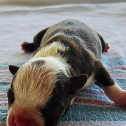 Girl 2 - Red female Boston Terrier puppy in Coopertown, Tennessee from Toon’s Boston Terriers