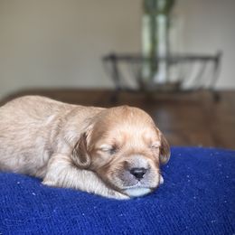 Boy 2 (Apricot) - Apricot male Cavapoo puppy in Coal City, Indiana from Wednesday & Co
