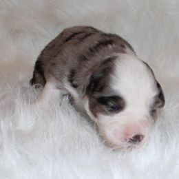 Boy 1 - Miniature Australian Shepherd puppy in Corydon, Indiana from Arbuckle’s Lookin Good Aussies (LGA)