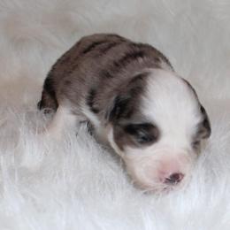 Boy 1 - Miniature Australian Shepherd puppy in Corydon, Indiana from Arbuckle’s Lookin Good Aussies (LGA)