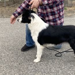 Border Collies from Cross Creek