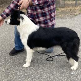 Border Collies from Cross Creek