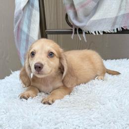 Minnie - Cream female Dachshund puppy in Decatur, Mississippi from KP Dachshunds