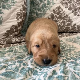 Golden Retriever Puppies from Future Hope Goldens