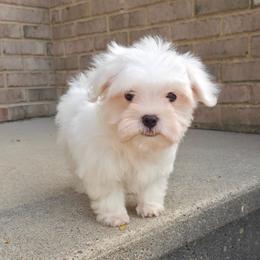 Teddy - White male Maltese puppy in Monticello, Iowa from Ashley’s Puppies