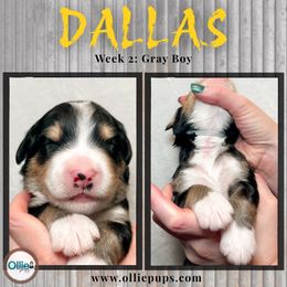 Dallas - Tri-color male Bernedoodle puppy in Boiling Springs, South Carolina from OlliePups, LLC