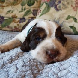 Nat - Tri-Roan male English Springer Spaniel puppy in Kingsport, Tennessee from Leandra's English Springer Spaniels